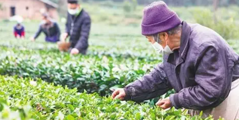 [笔记]：生根与拔根：一个鄂西家庭的精神脉络（6）